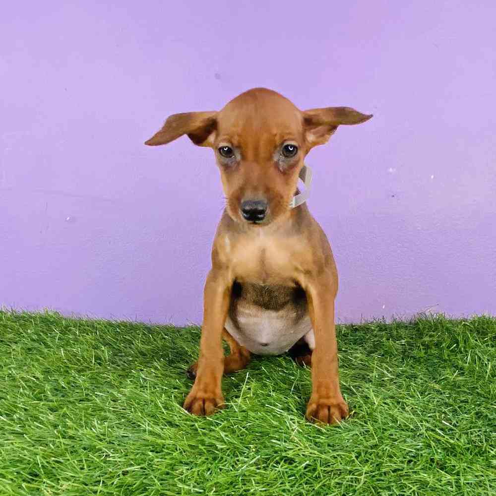 Female Min Pin Puppy for sale