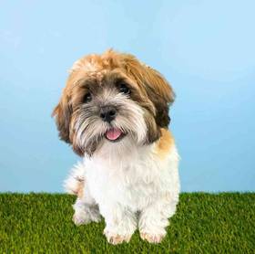 Lhasa Apso