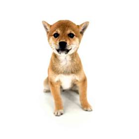 Shiba Inu