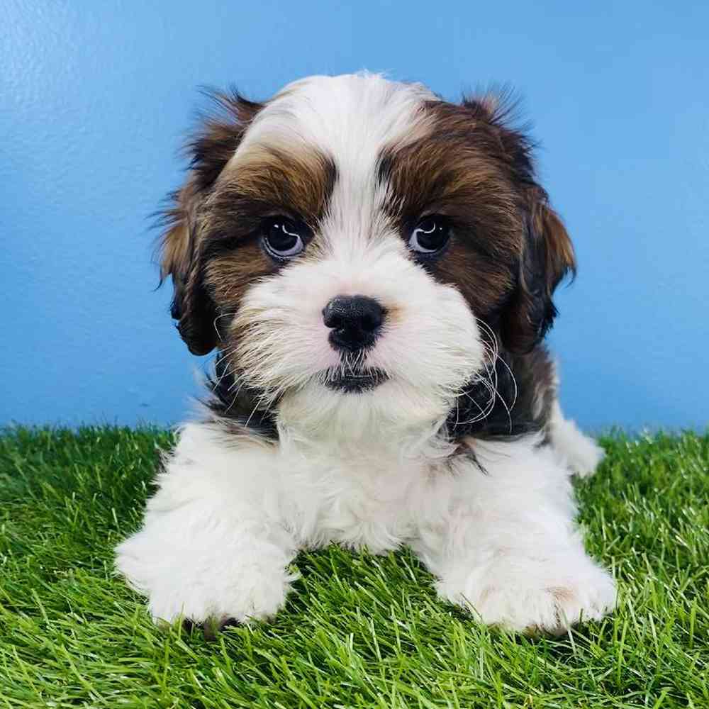 carousel pet images