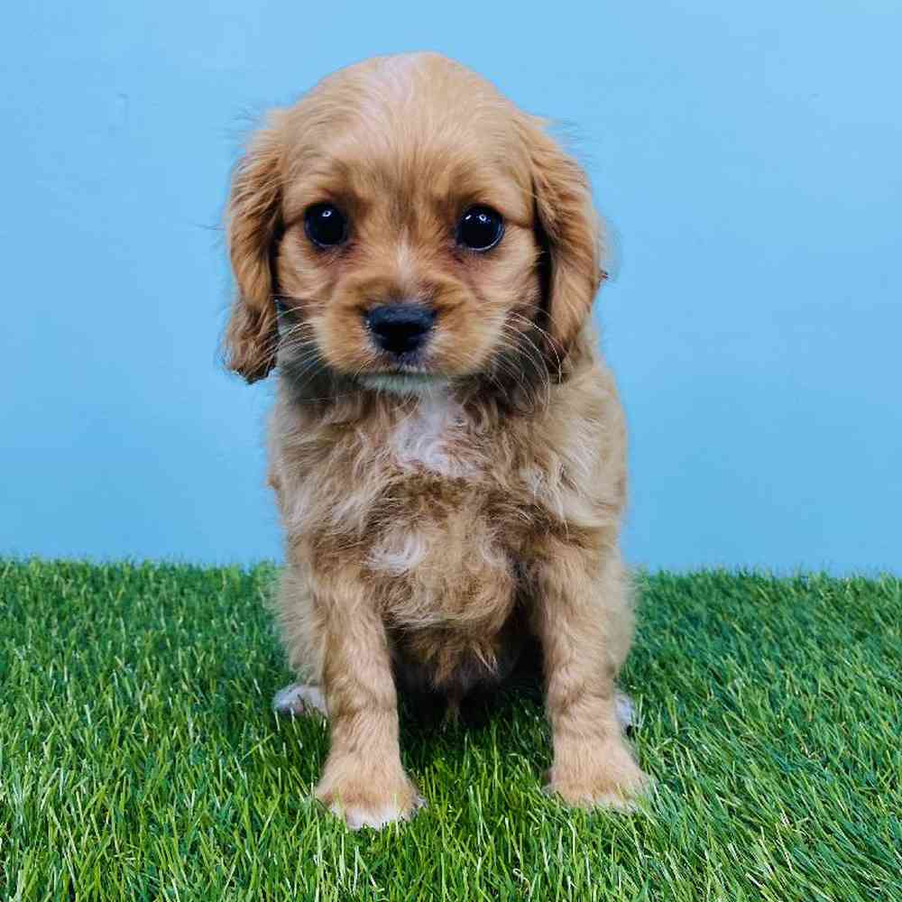 Male Cavapoo Puppy for sale