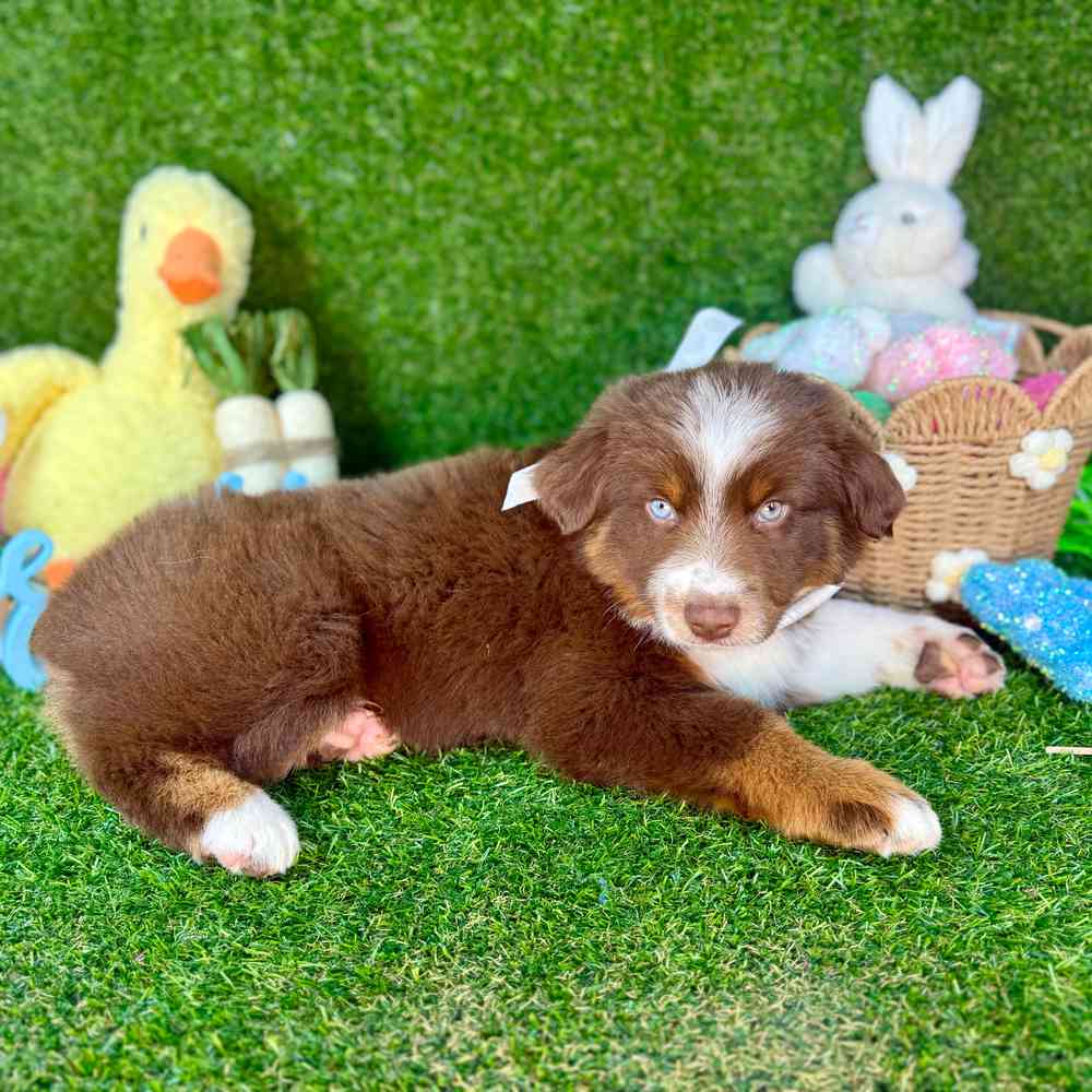 carousel pet images