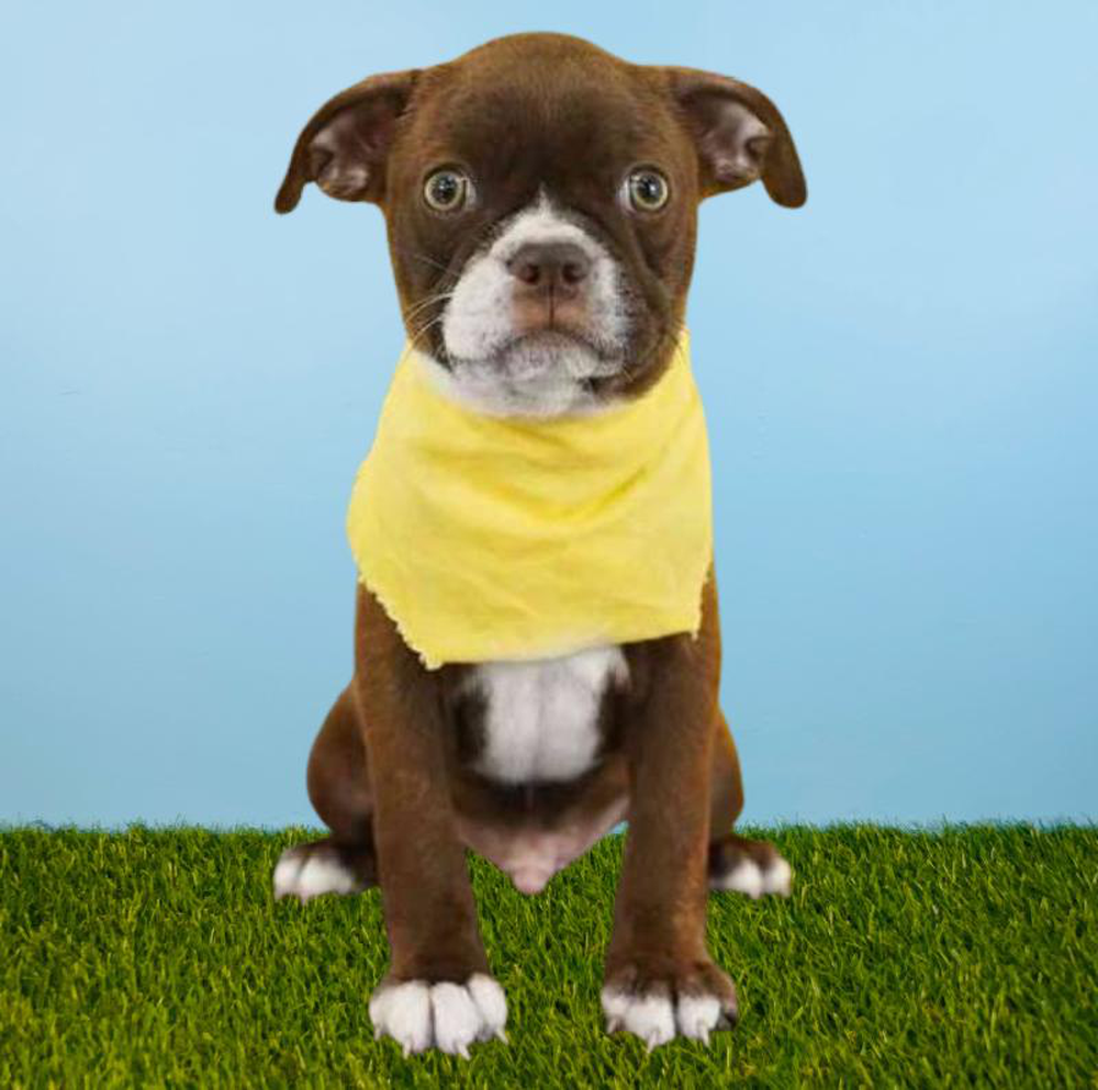 Male Boston Terrier Puppy for sale