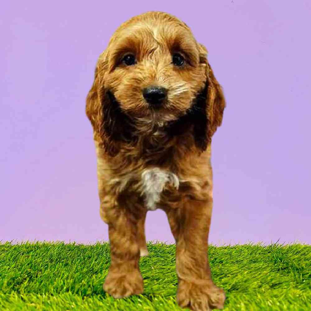 Female Cockapoo Puppy for Sale in Puyallup, WA