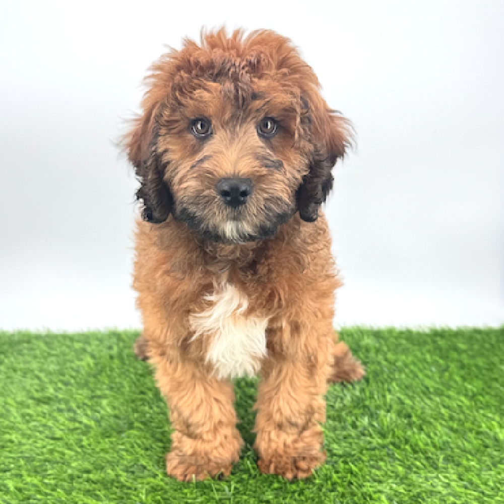 pet breed image
