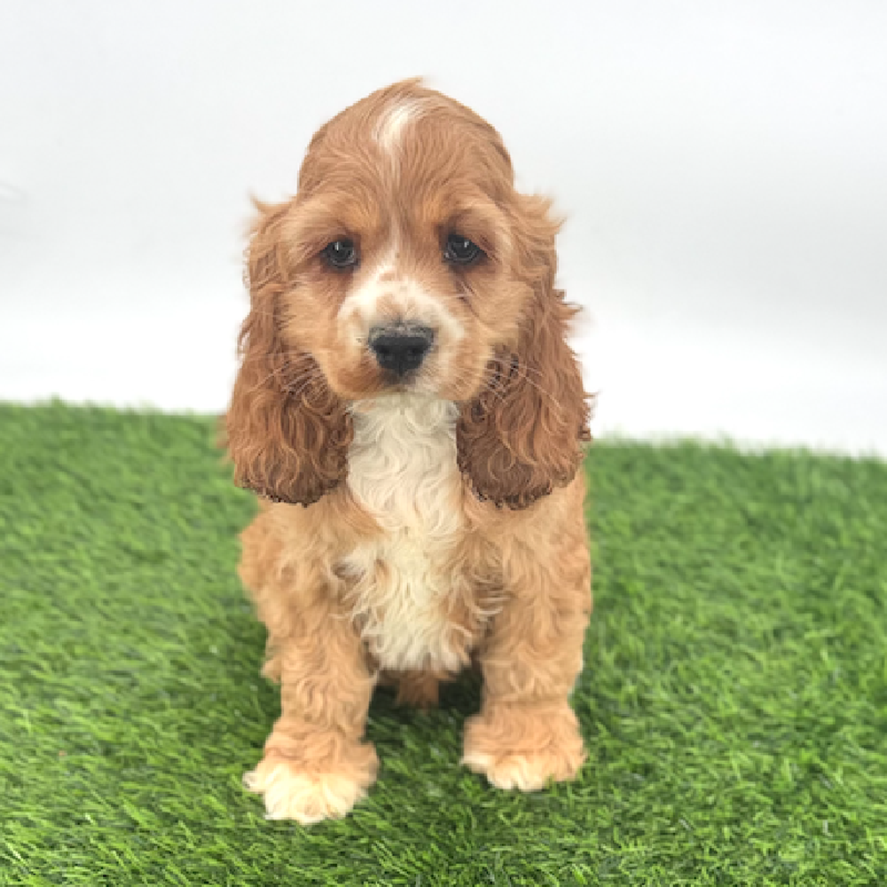 pet breed image