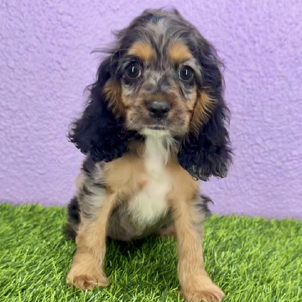 pet breed image