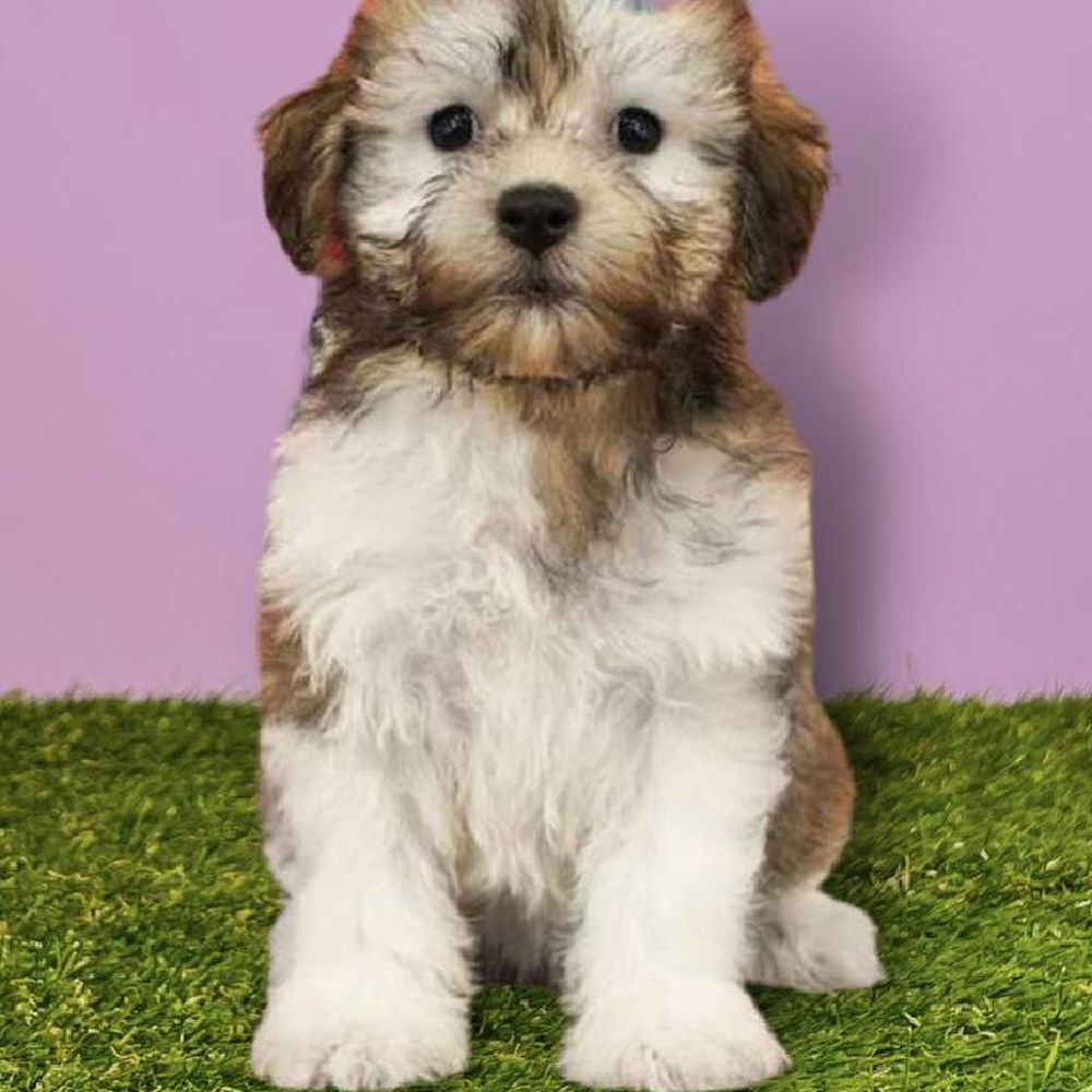carousel pet images