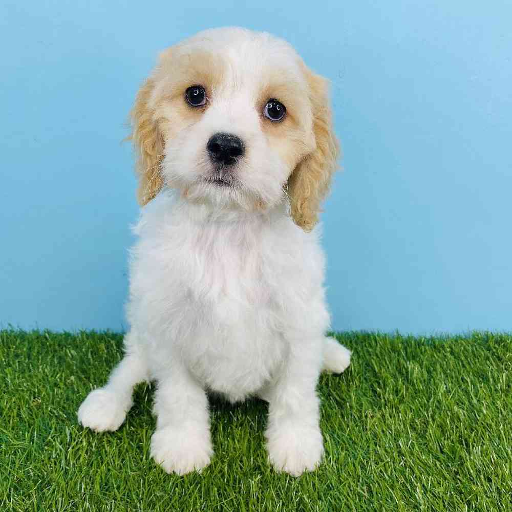 Female Cavachon Puppy for sale