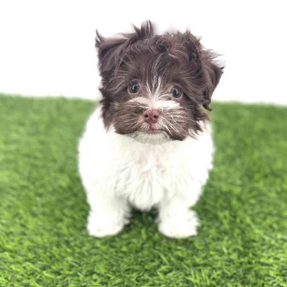 pet breed image