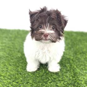 Havanese