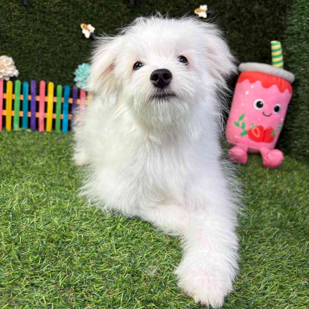 carousel pet images