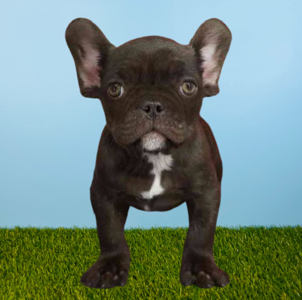 Female French Bulldog Puppy for Sale in Tolleson, AZ
