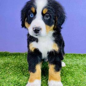 Bernese Mountain Dog