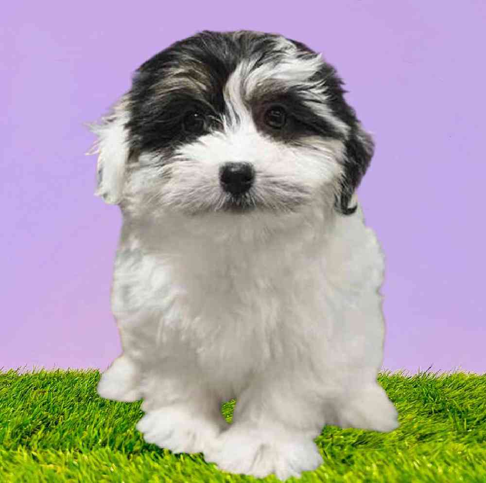 Female Havanese Puppy for Sale in Puyallup, WA