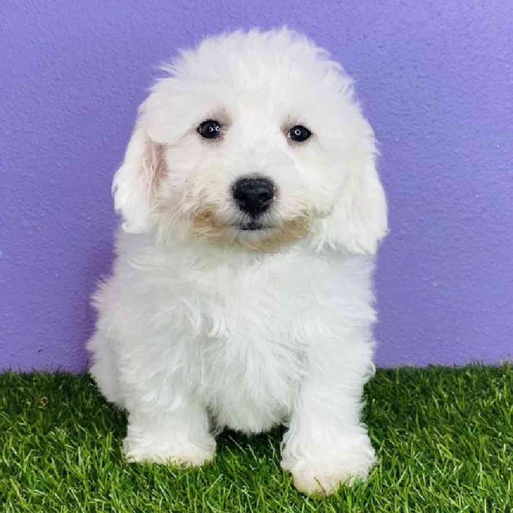 Male Bichon Puppy for sale