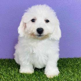 Bichon