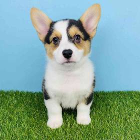 American Corgi