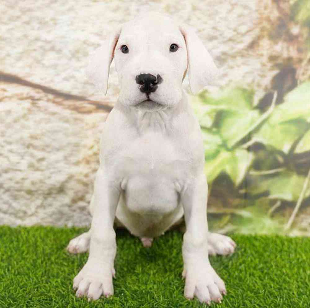 pet breed image