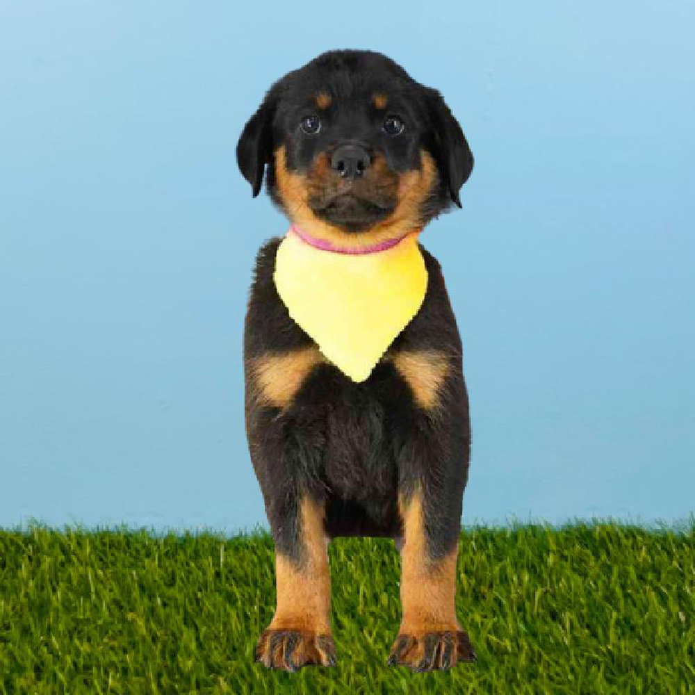 Male Rottweiler Puppy for sale