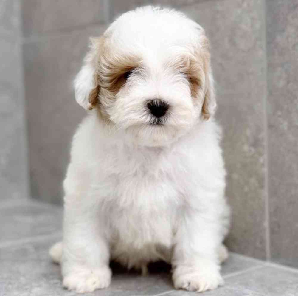 pet breed image