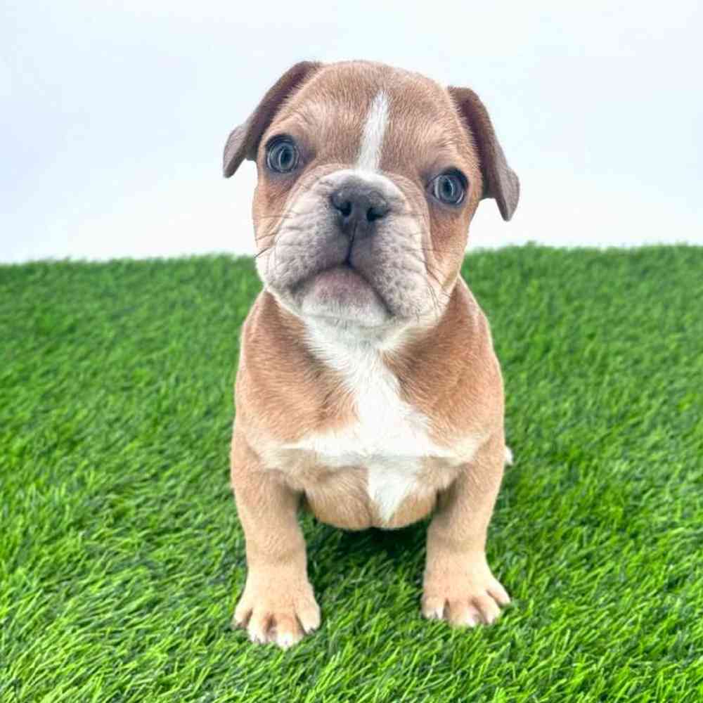 pet breed image