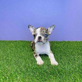 Frenchton