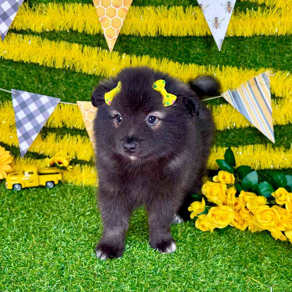 carousel pet images
