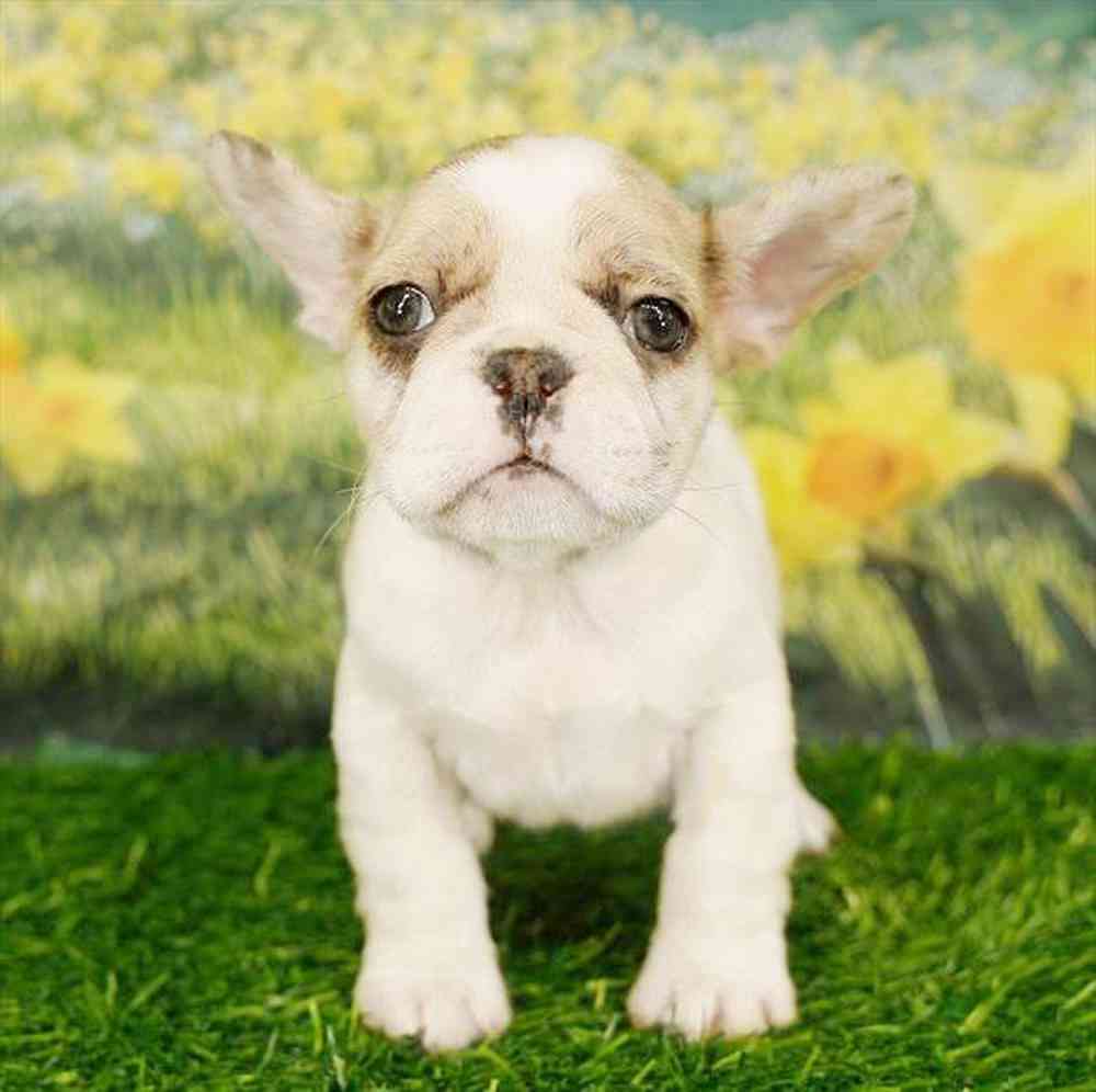 pet breed image