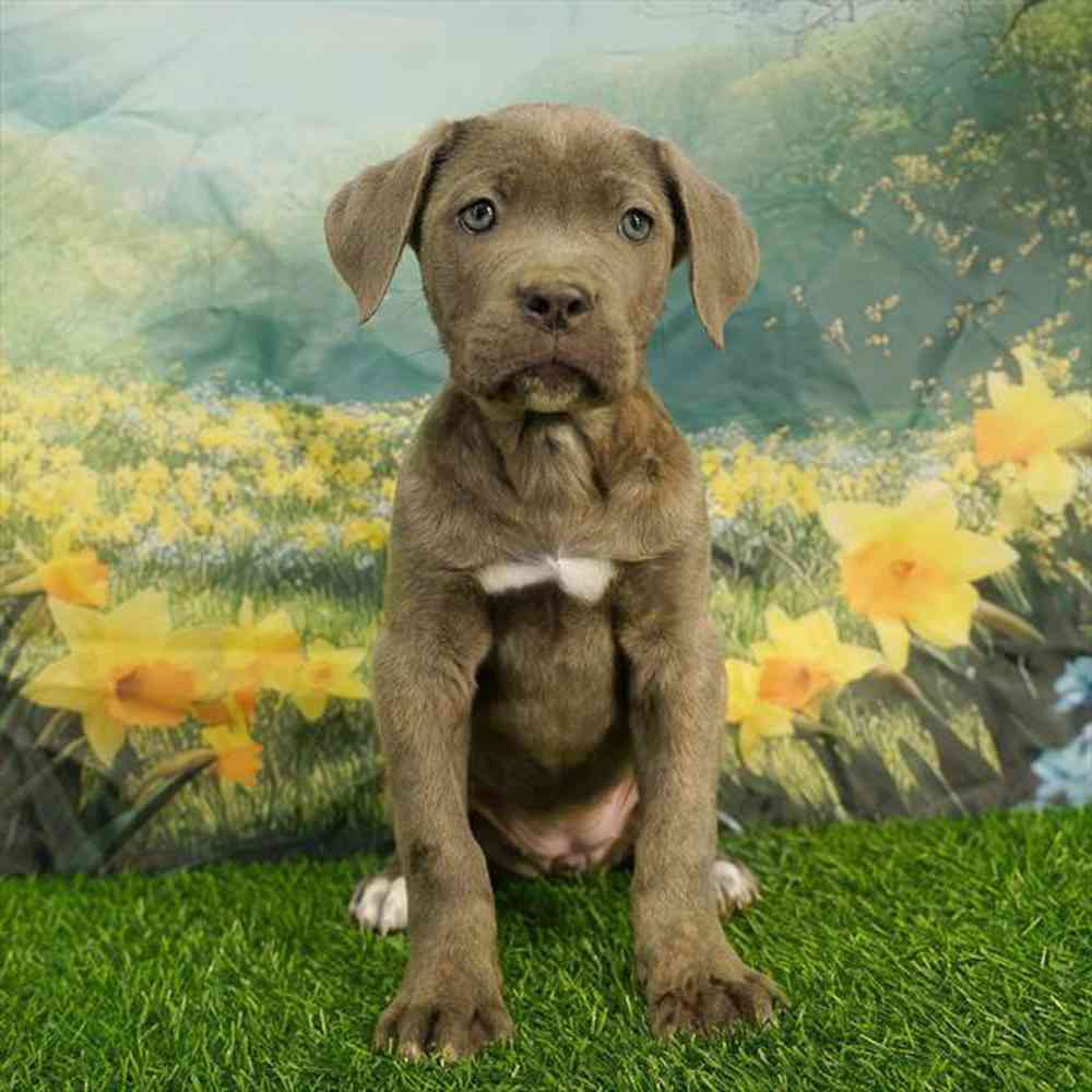 pet breed image