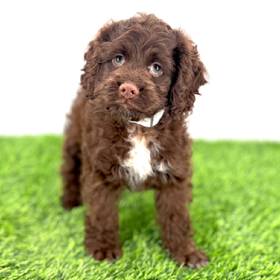 Cockapoo