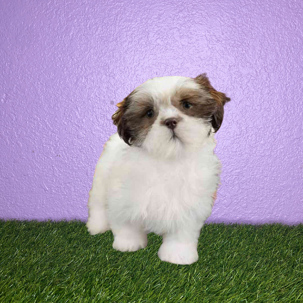 carousel pet images