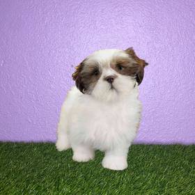 Shih Tzu