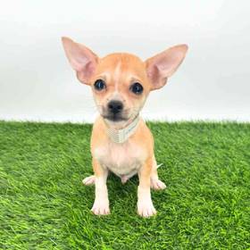 Chihuahua