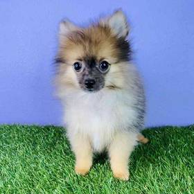 Pomeranian
