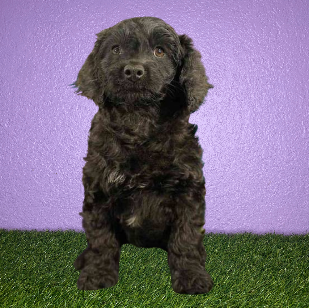 Female Cockapoo Puppy for Sale in New Braunfels, TX