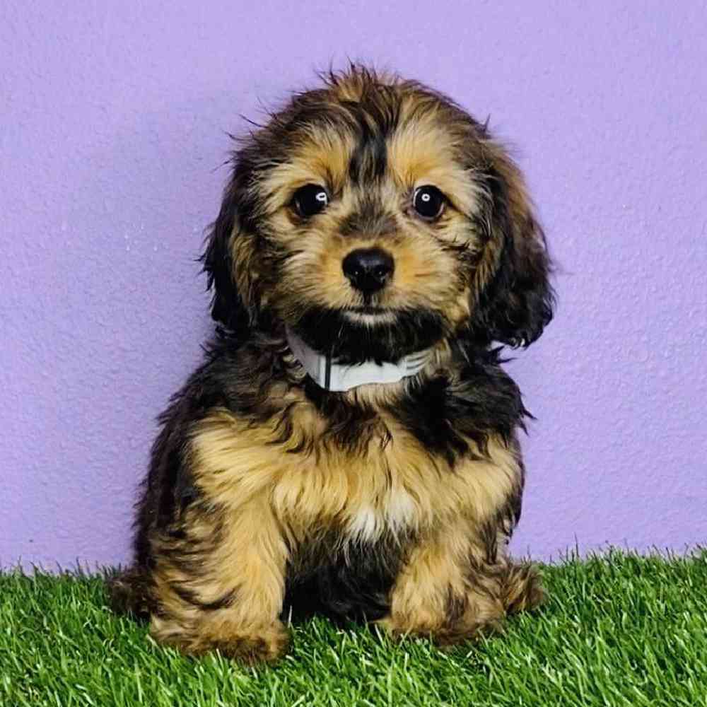 carousel pet images