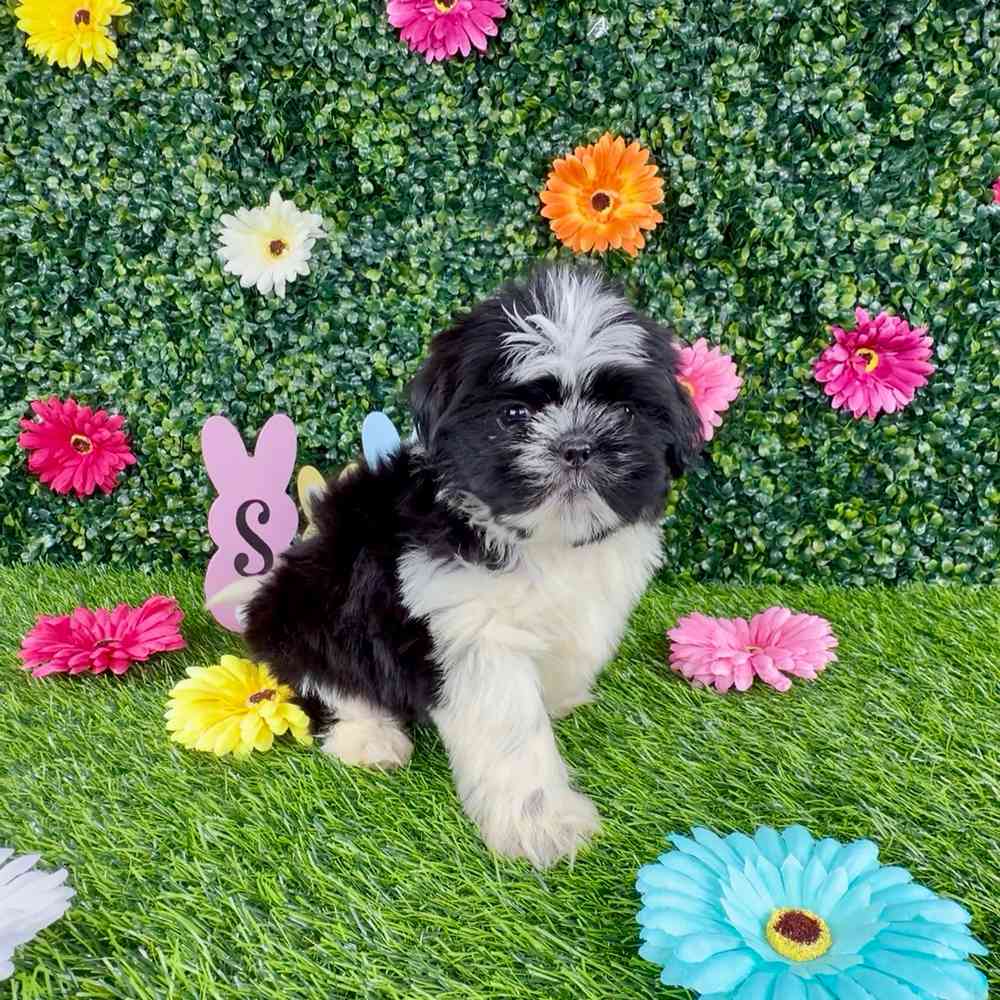 carousel pet images