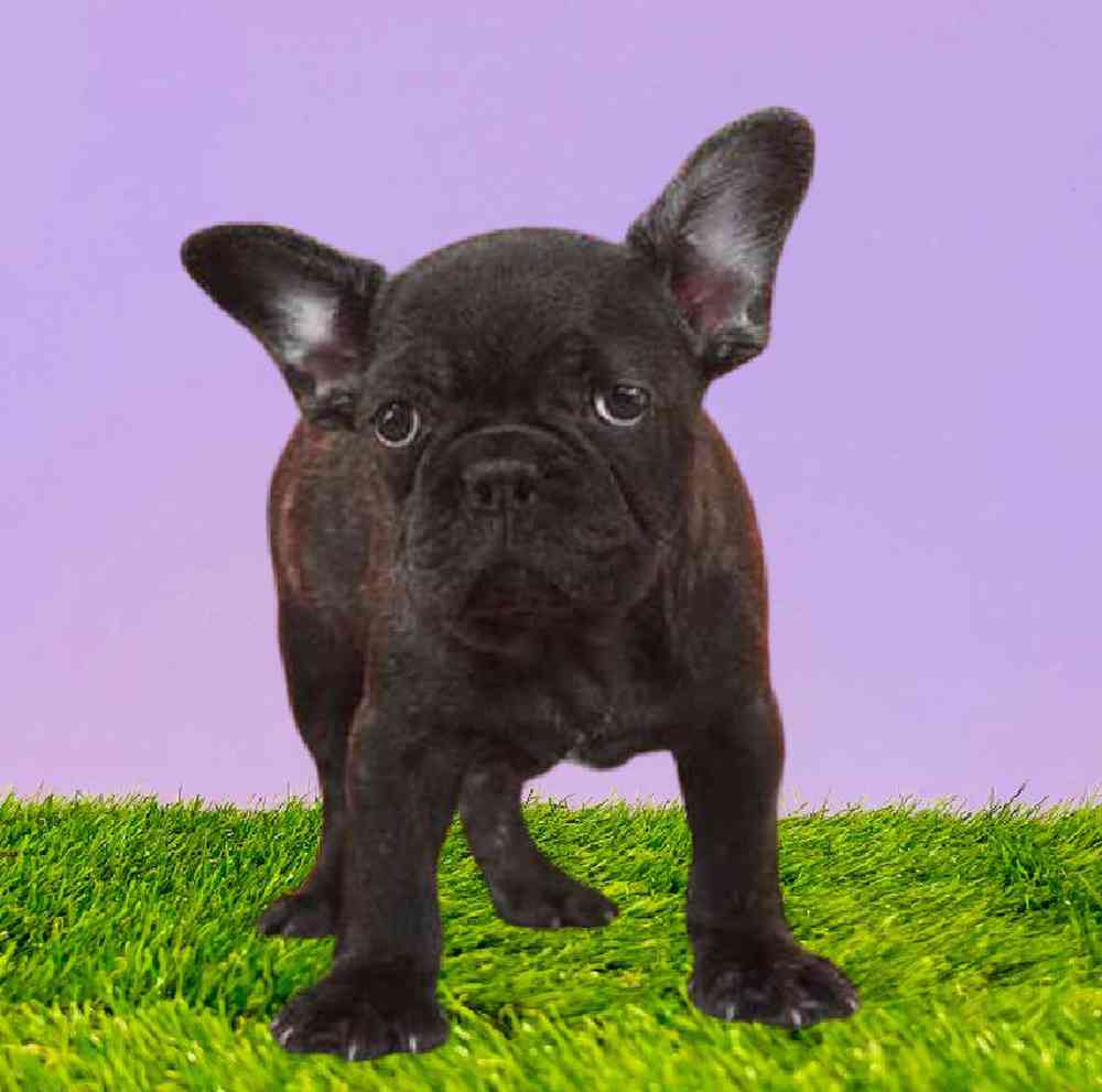 Male French Bulldog Puppy for Sale in Puyallup, WA