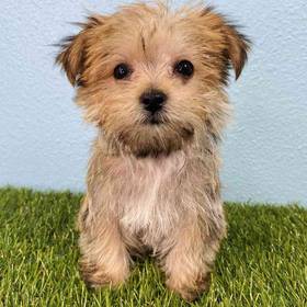 Morkie