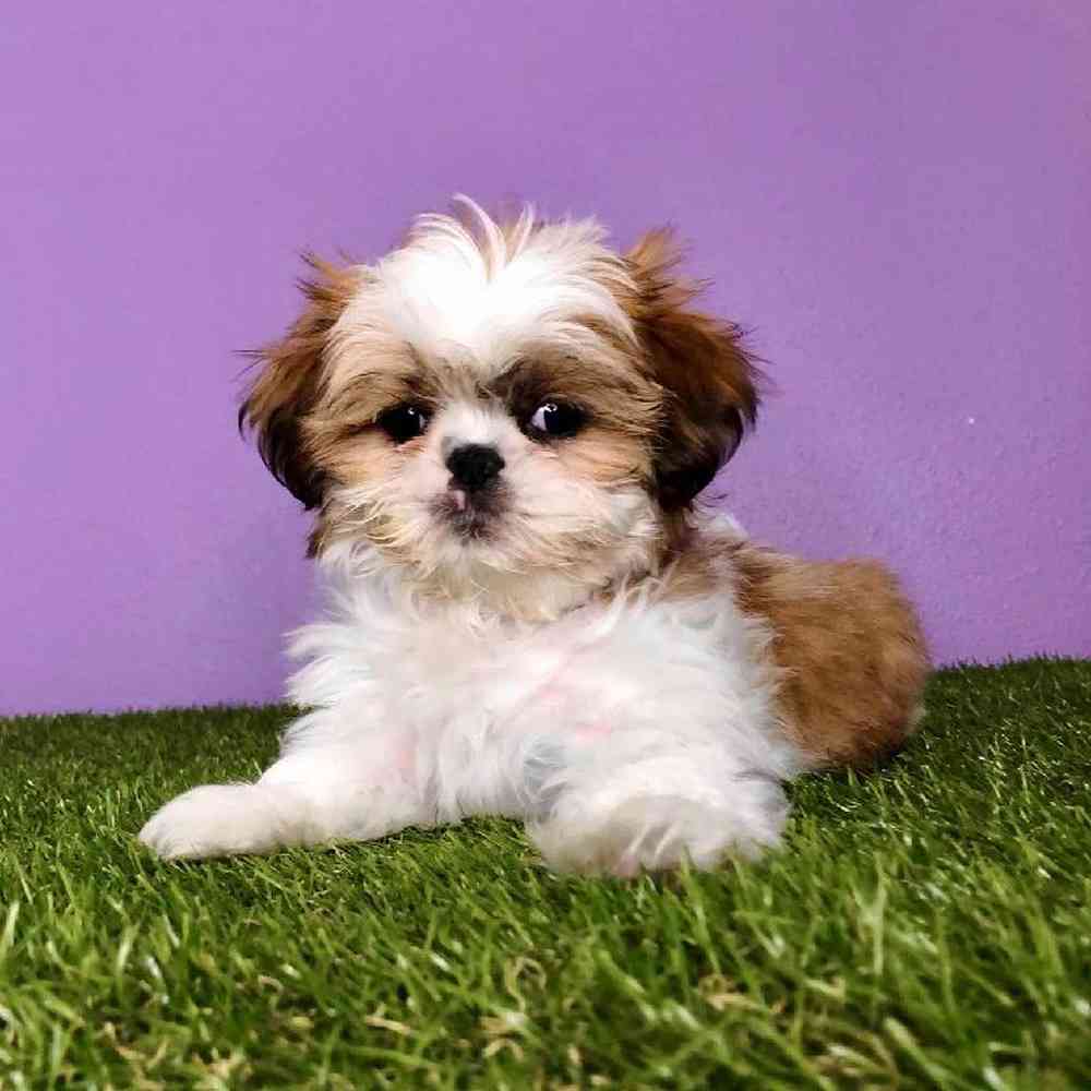 carousel pet images