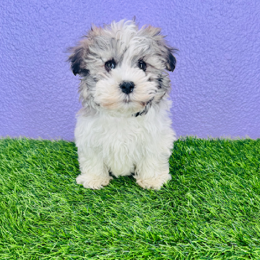 pet breed image