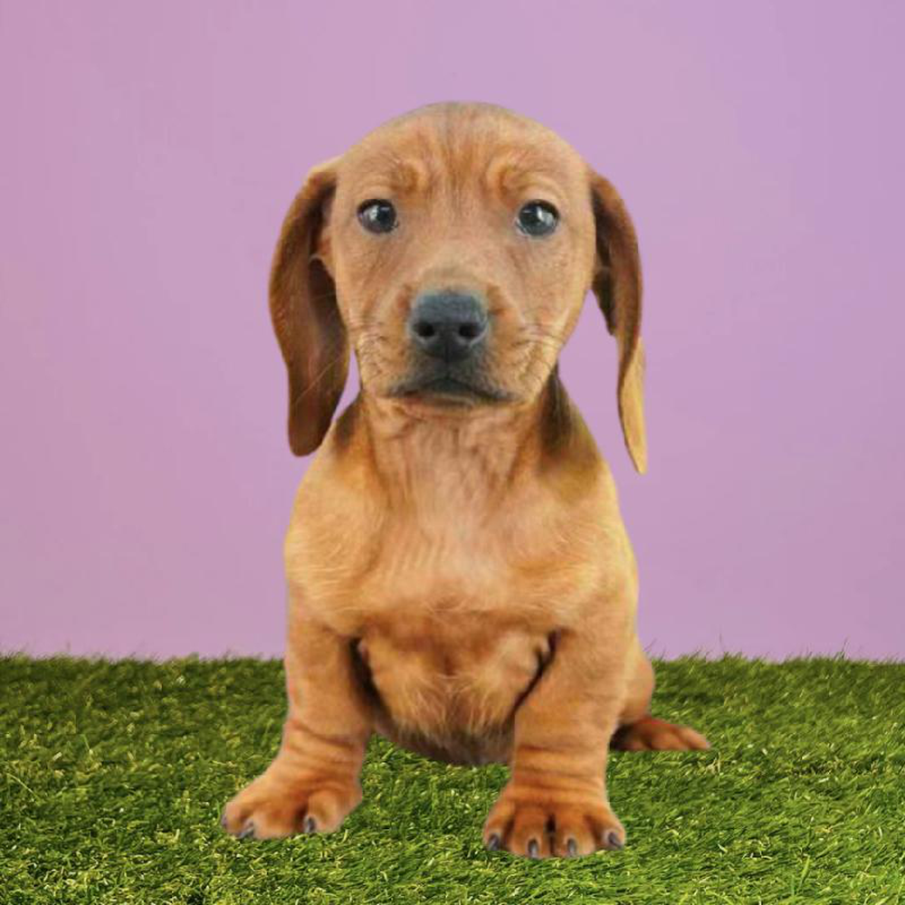 Male Dachshund Puppy for sale