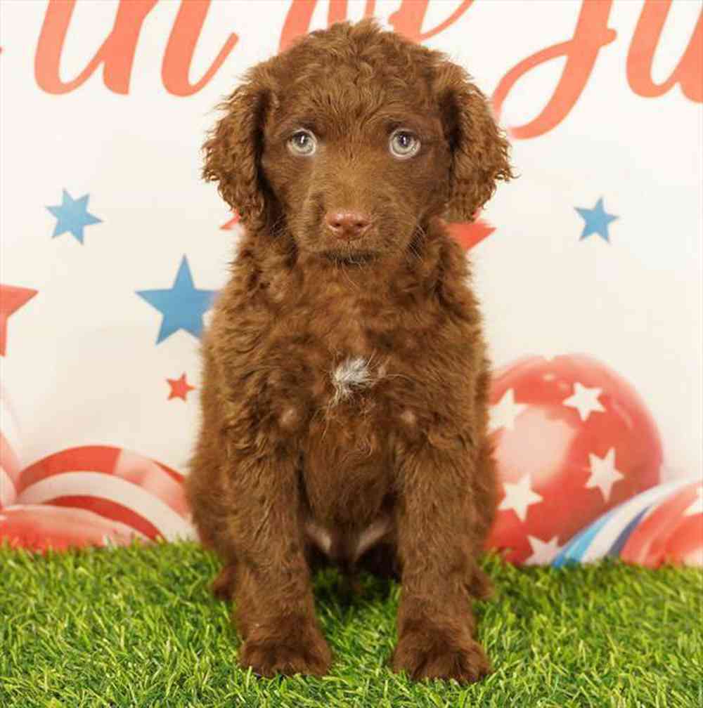 pet breed image