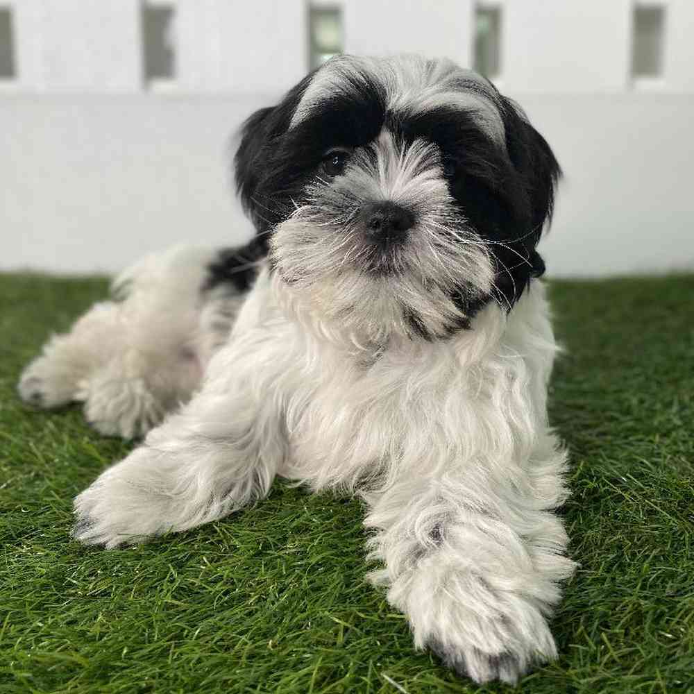 Information on Shih Tzu Puppies for Sale in Washington