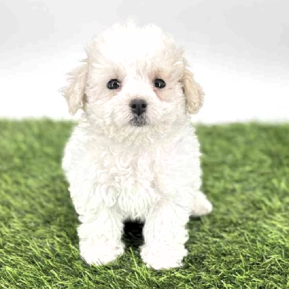 carousel pet images