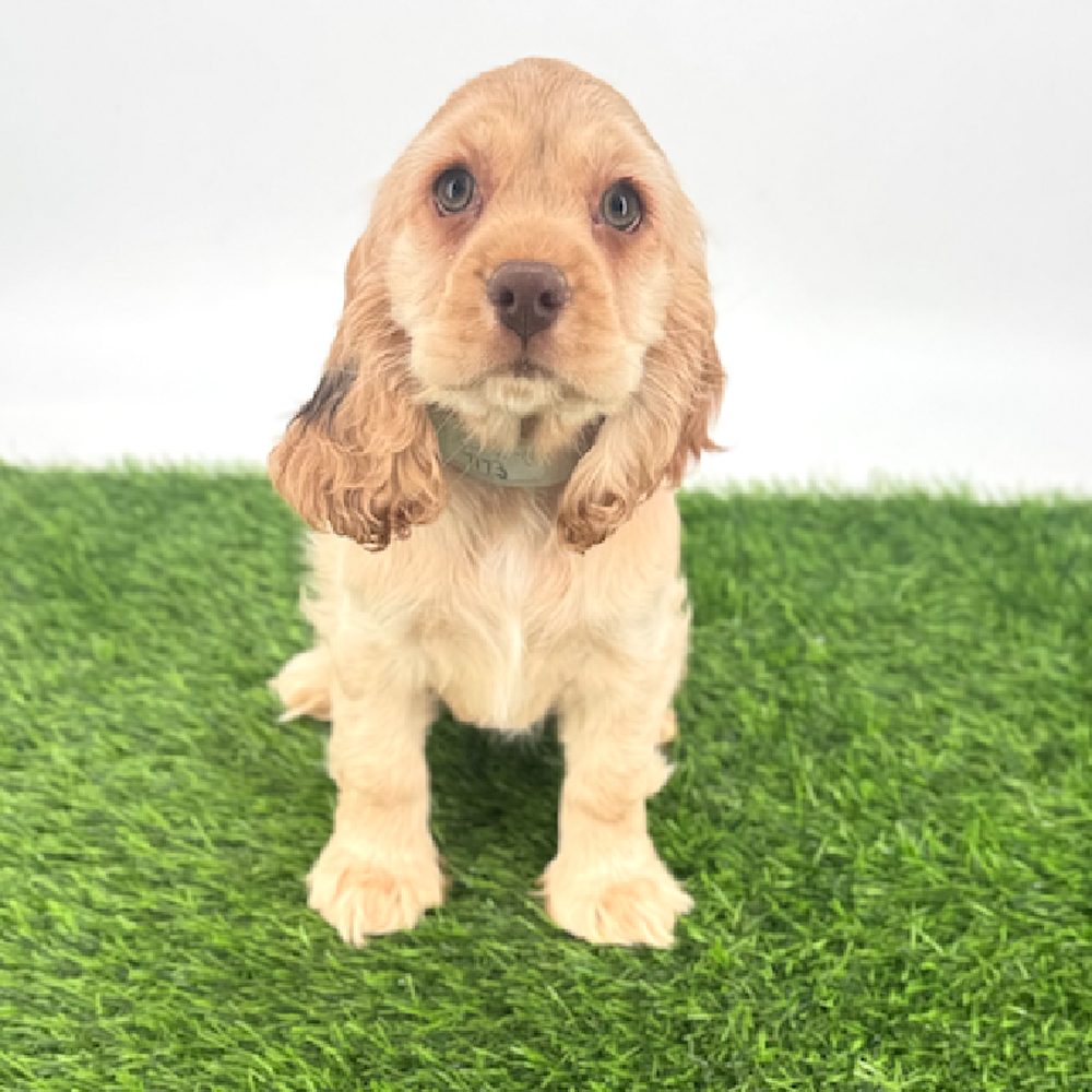 pet breed image