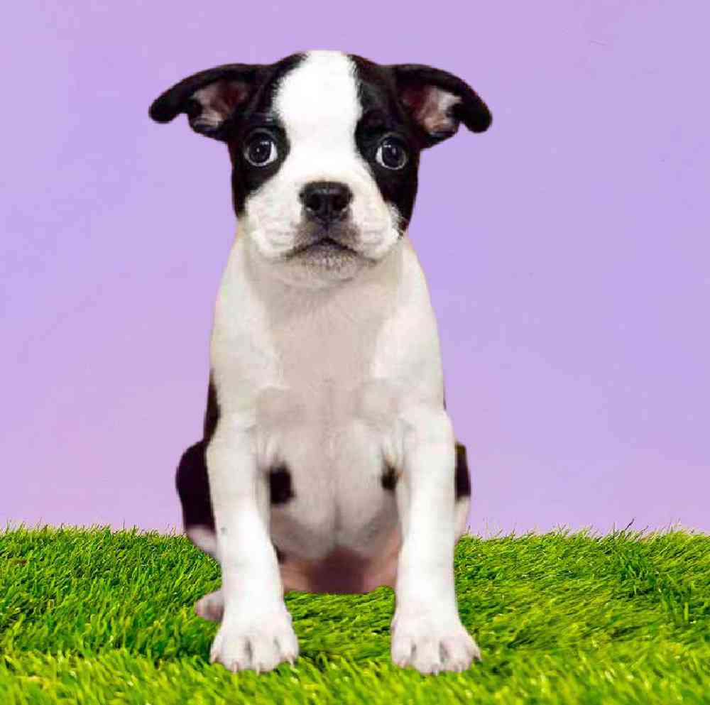Male Boston Terrier Puppy for Sale in Puyallup, WA