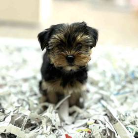 Yorkie