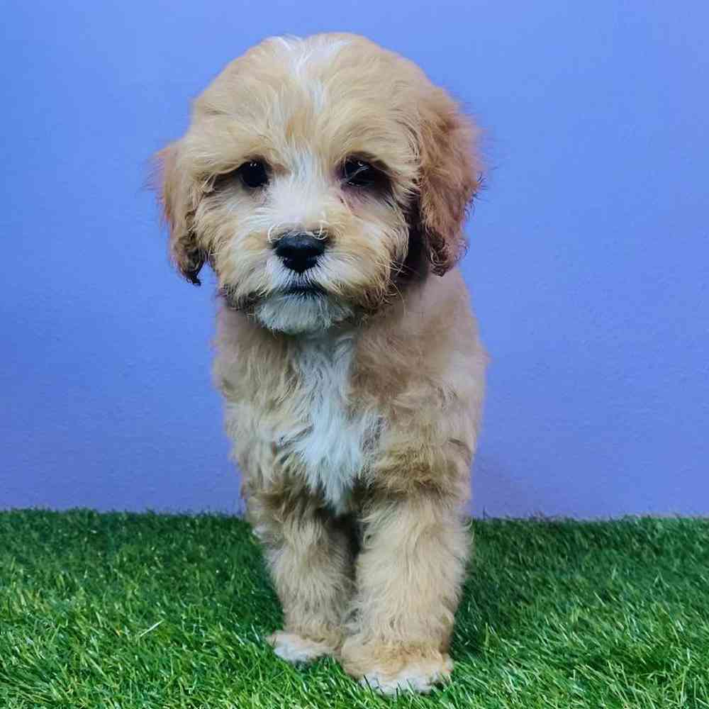 Male Cavapoo Puppy for sale